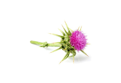 Milk Thistle Extract