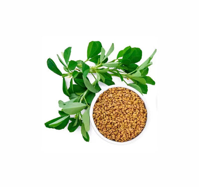 Fenugreek Seed Extract